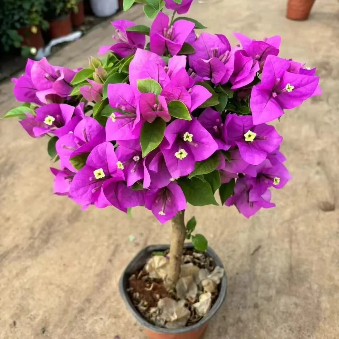 原盆原土的云南棒棒糖三角梅盆栽