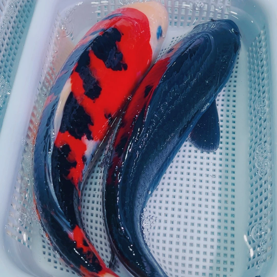 锦鲤锦鲤观赏鱼冷水135