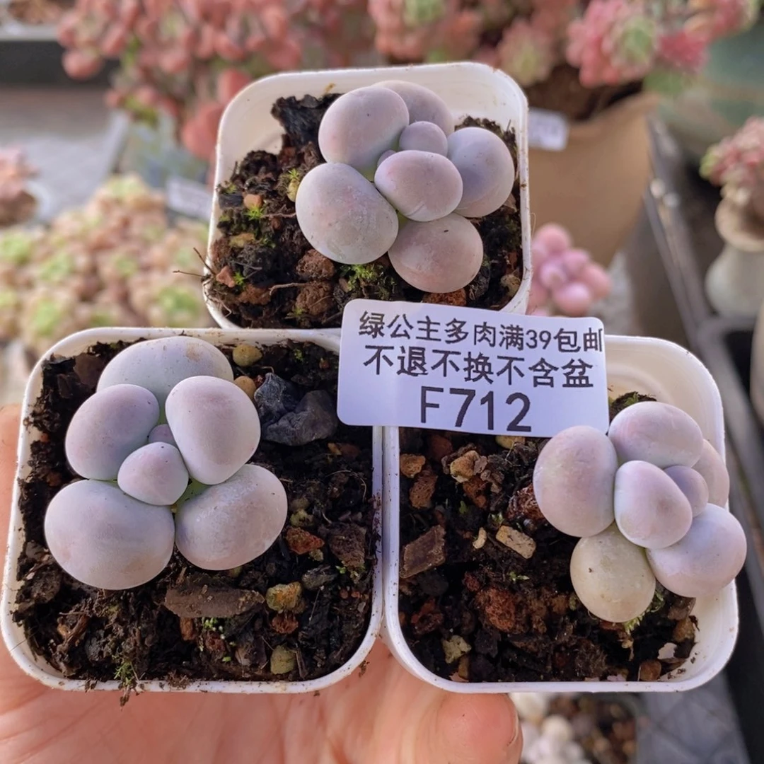芭比奶洛3棵712多肉植物