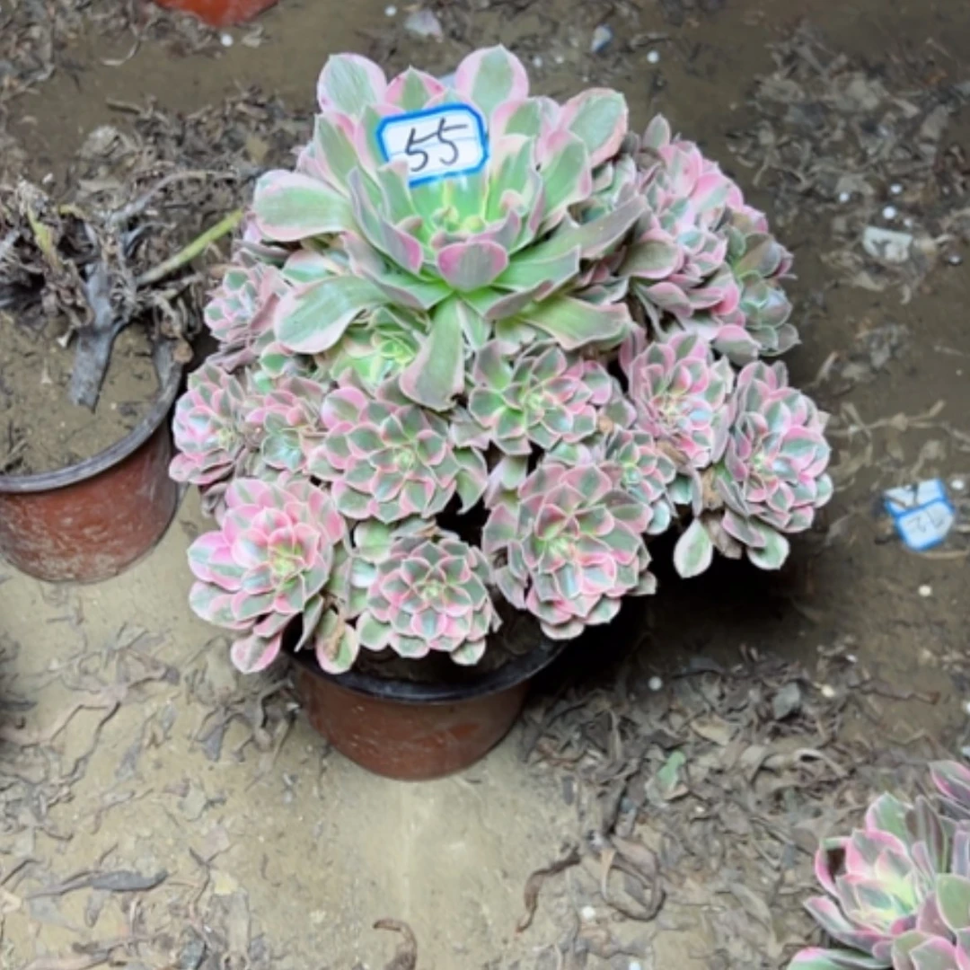 【闪购商品】妖月55