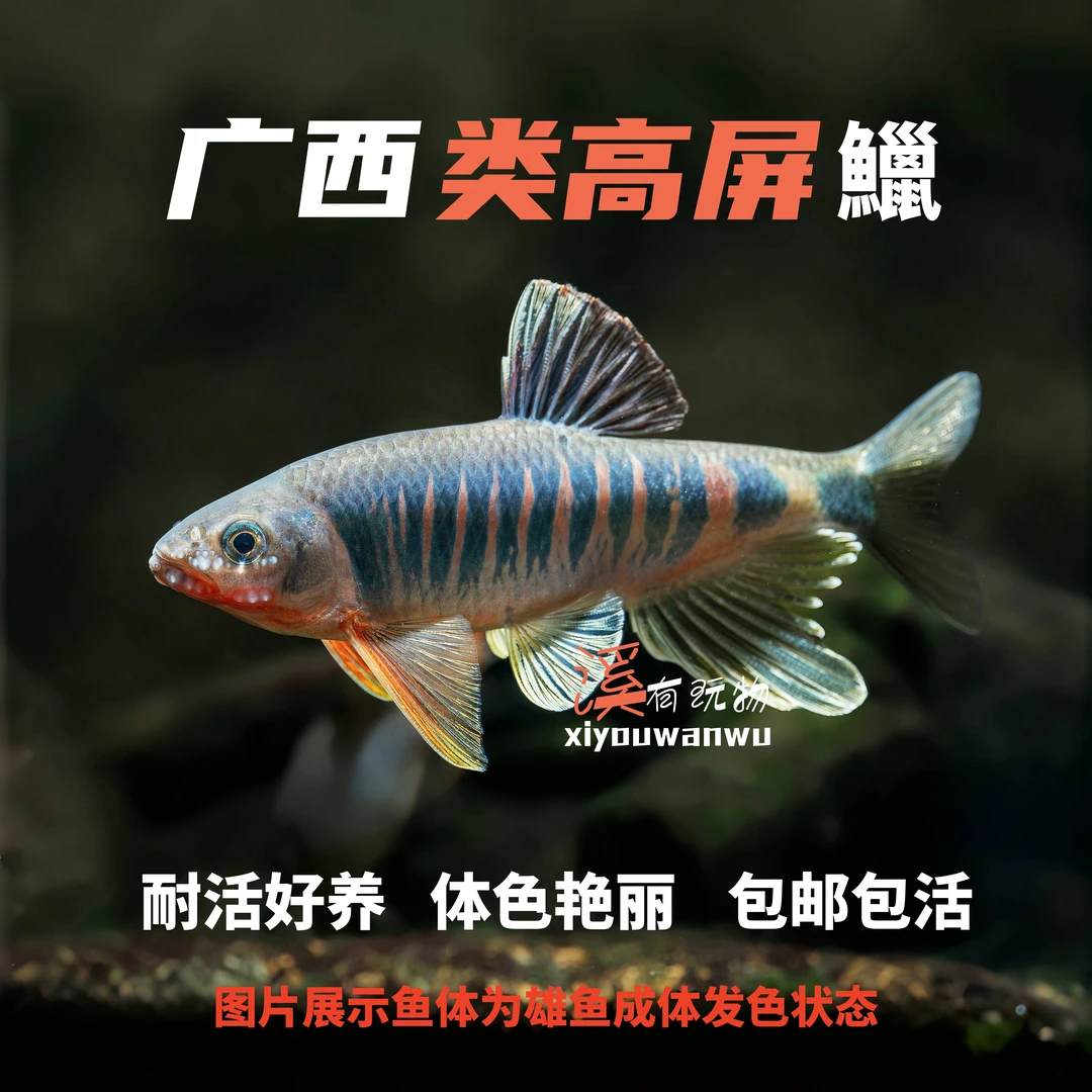 广西类高屏鱲虹彩马口鱼耐活原生鱼溪流鱼活体淡水鱼好养观赏鱼