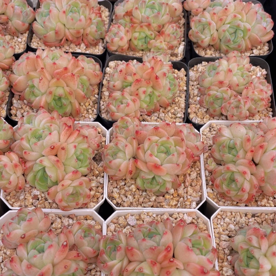 量拍10号 西施佳人群生五头起一个