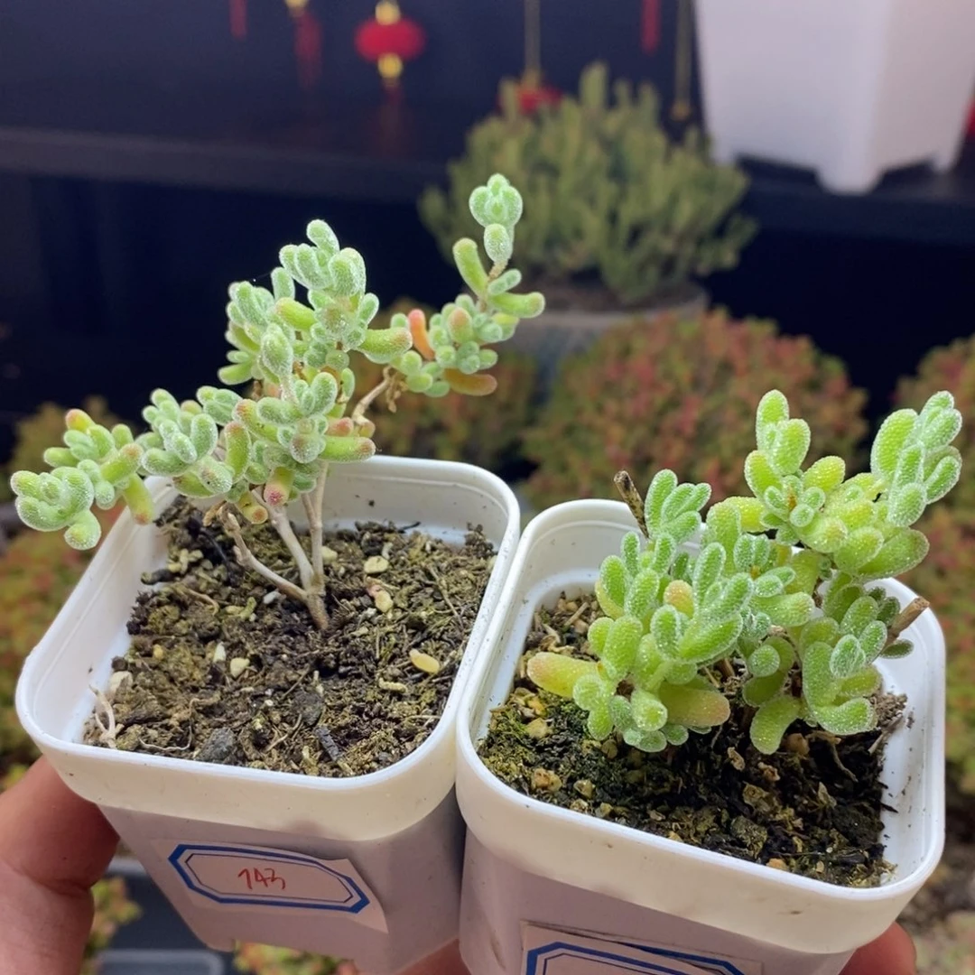 陈*华743号744号冰晶枝干多肉