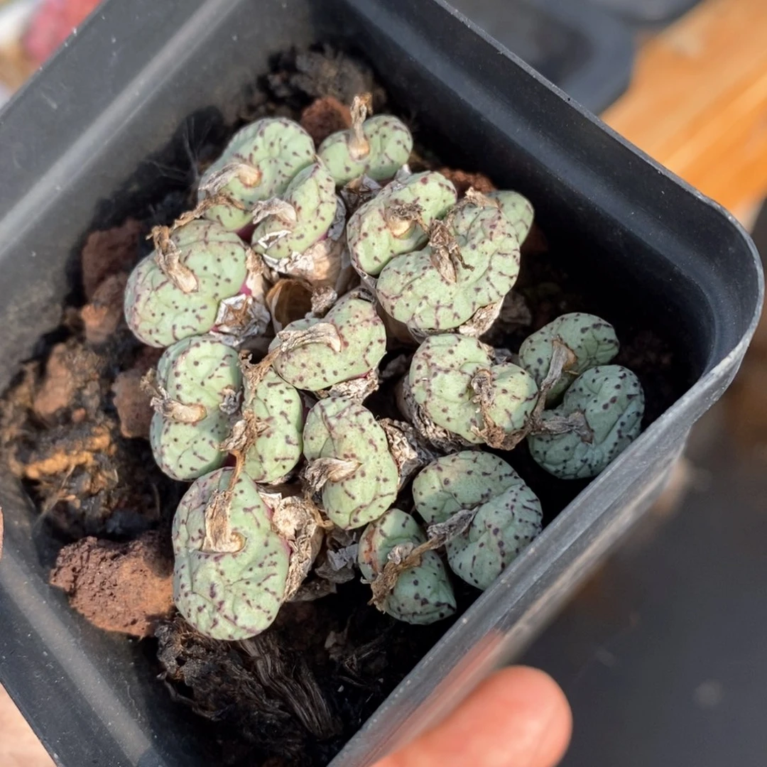 精品多肉一物一拍248