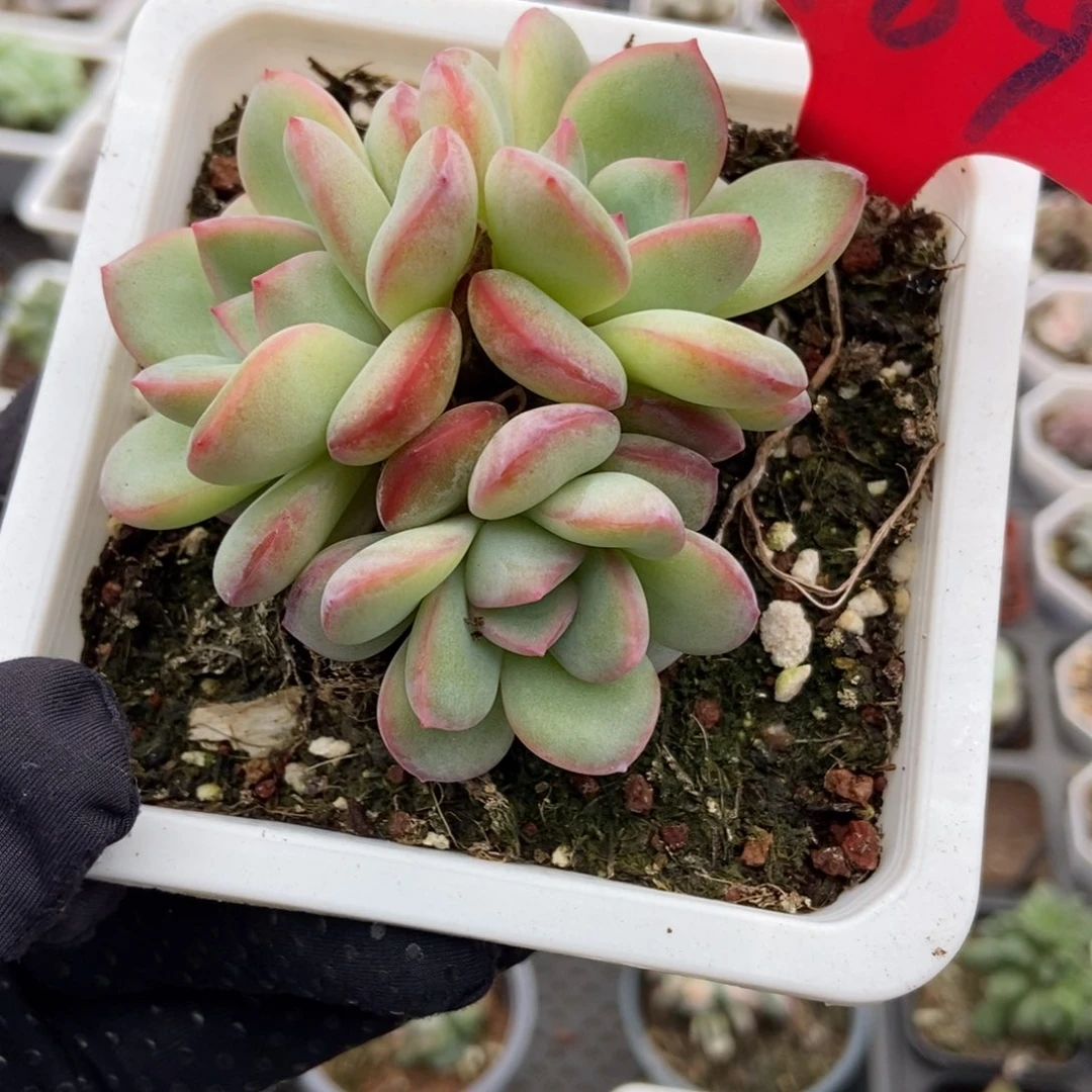 969泡芙多肉植物多肉
