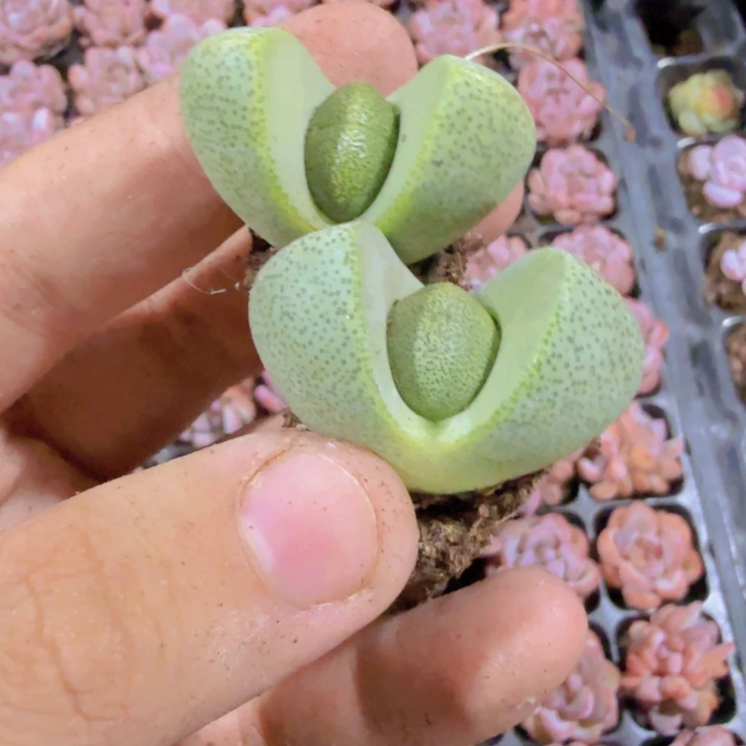 绿元宝五颗一组穴盘