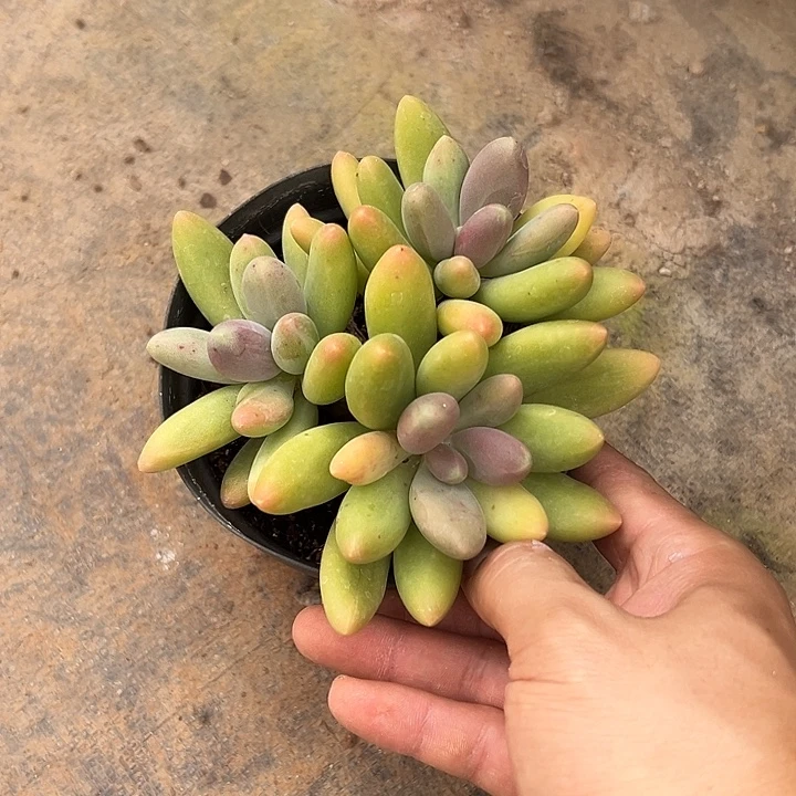 糖果美人群生多肉