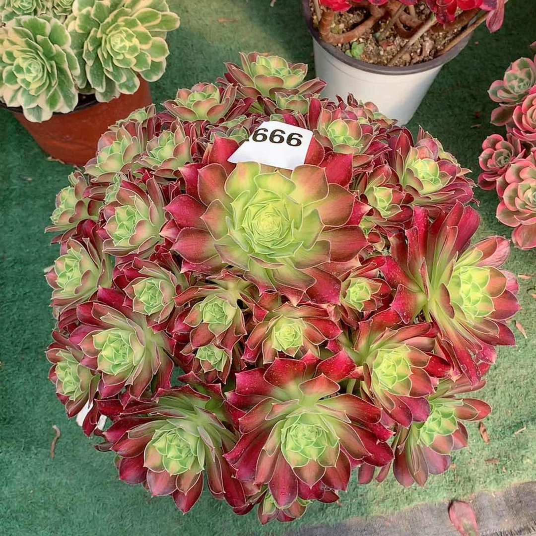 绿*666.韶华多肉植物