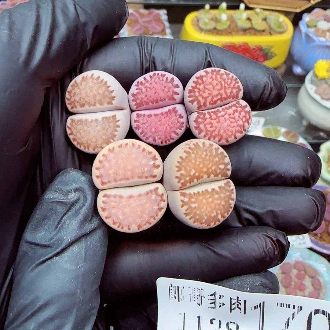 生石花满18包邮1128-170