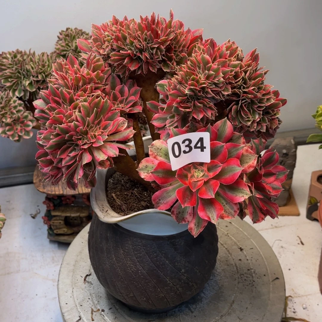 多肉植物粉女巫缀叶片有点点034