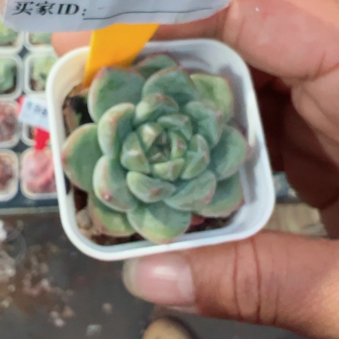 122云宝珍妮十八包邮
