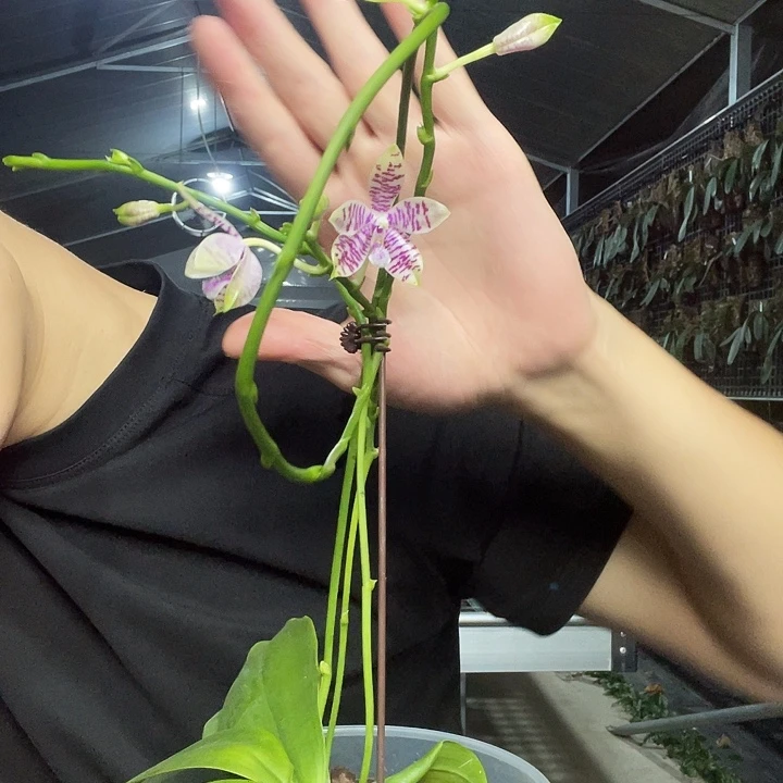 完全开放铁爪交路德