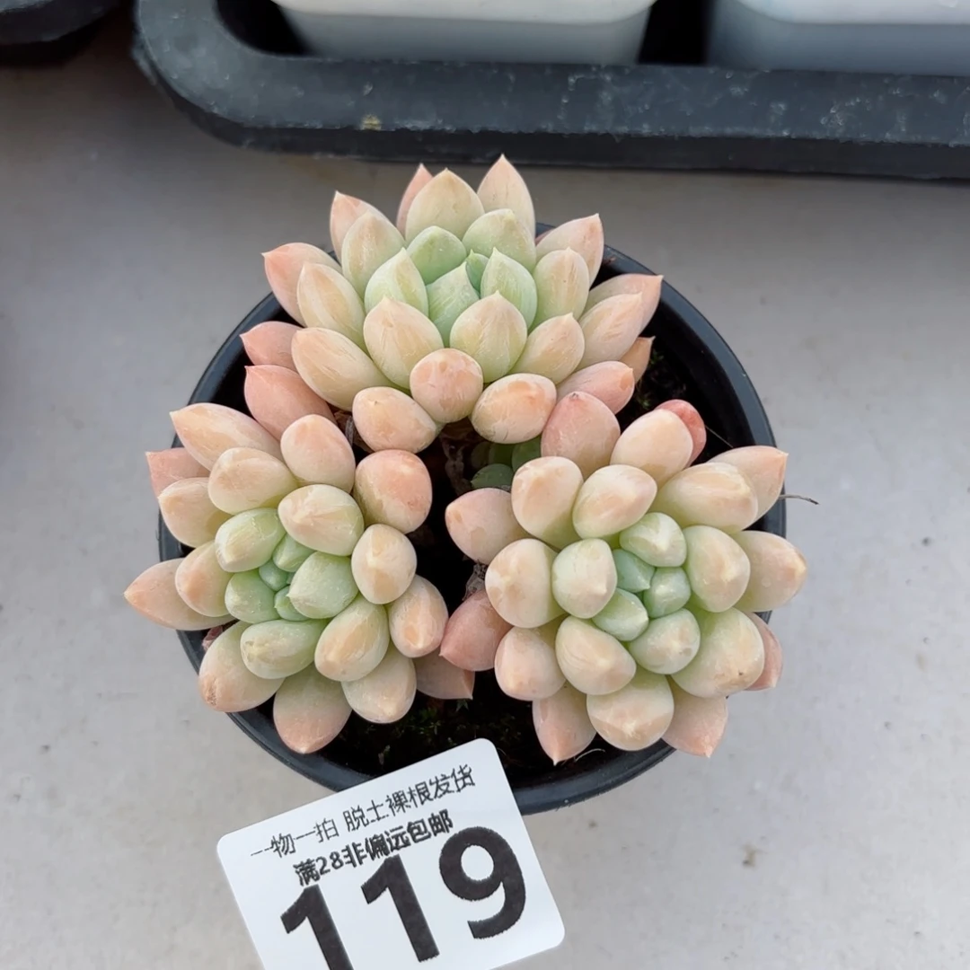 星空美人老桩无盆土发货