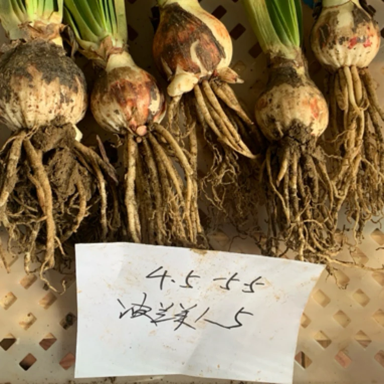 室内花卉种球朱顶红之波兰美人4.5-5