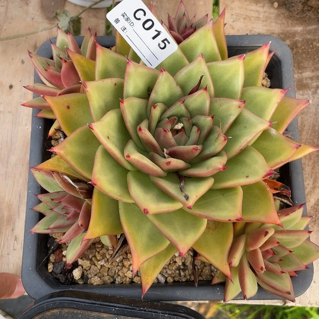 若如东云单拍c015