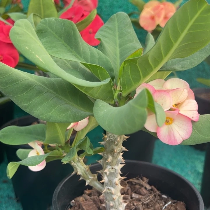 泰品扦插一物一拍