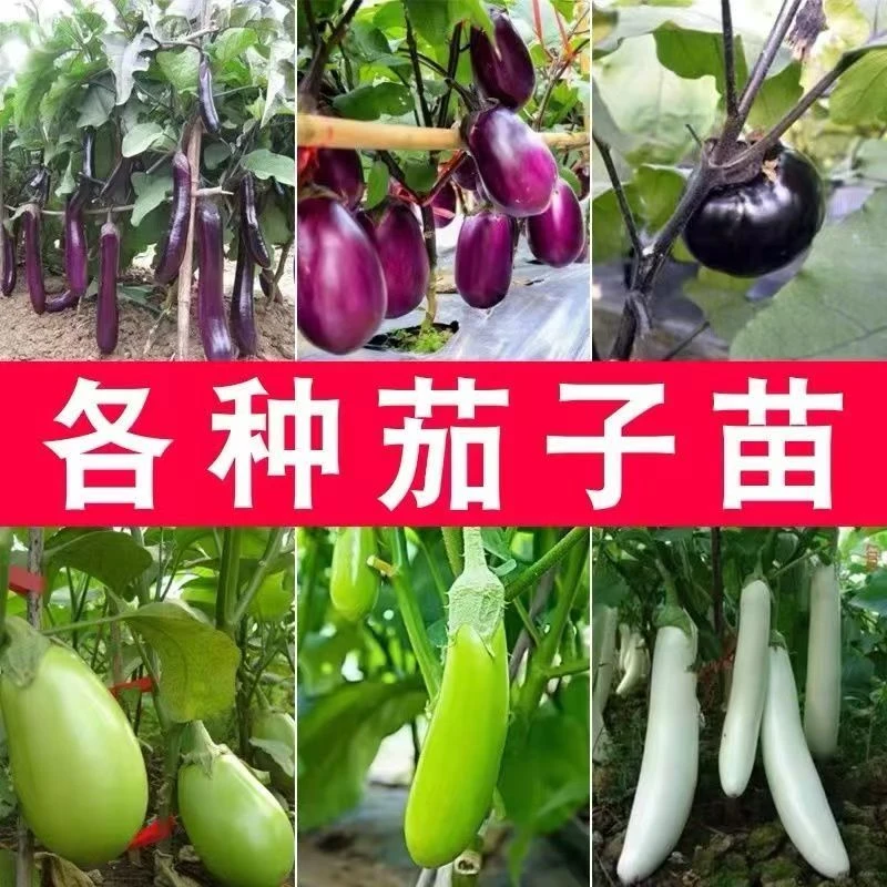 高产茄子秧苗紫长茄子苗黑长茄苗杭茄苗紫圆茄苗青茄苗白茄苗盆栽