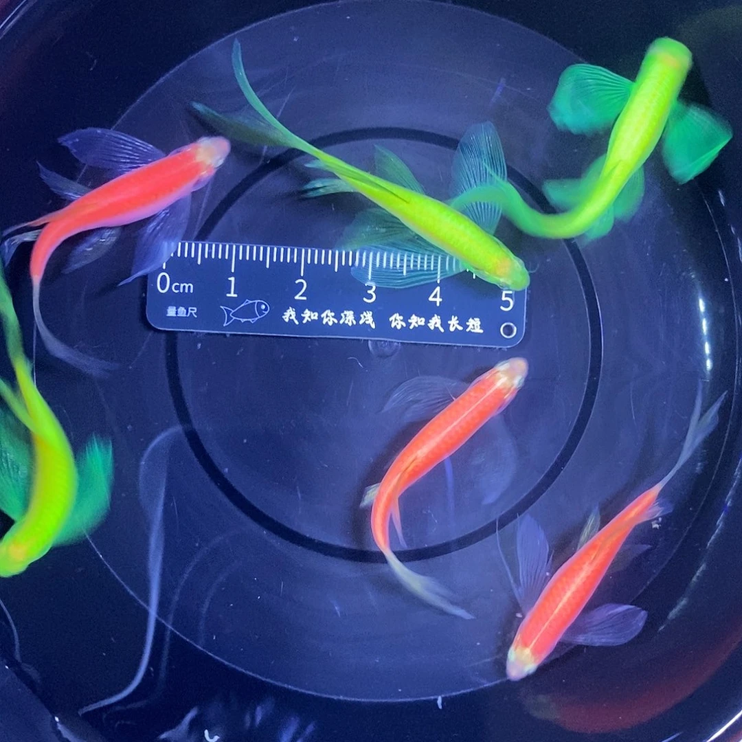 斑马鱼蝶翼斑马4厘米以上6条