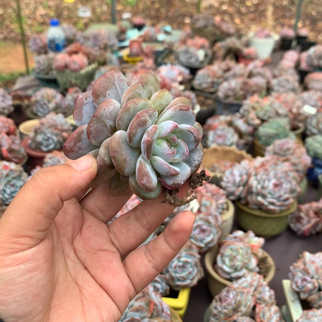 哈哈哈哈哈哈哈哈