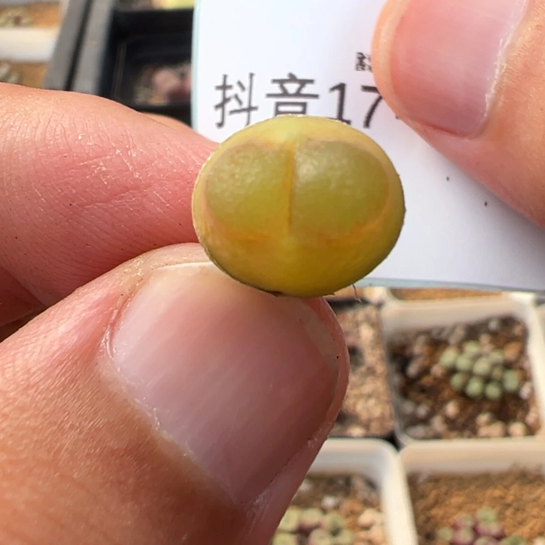 17-86雪茄多肉植物，