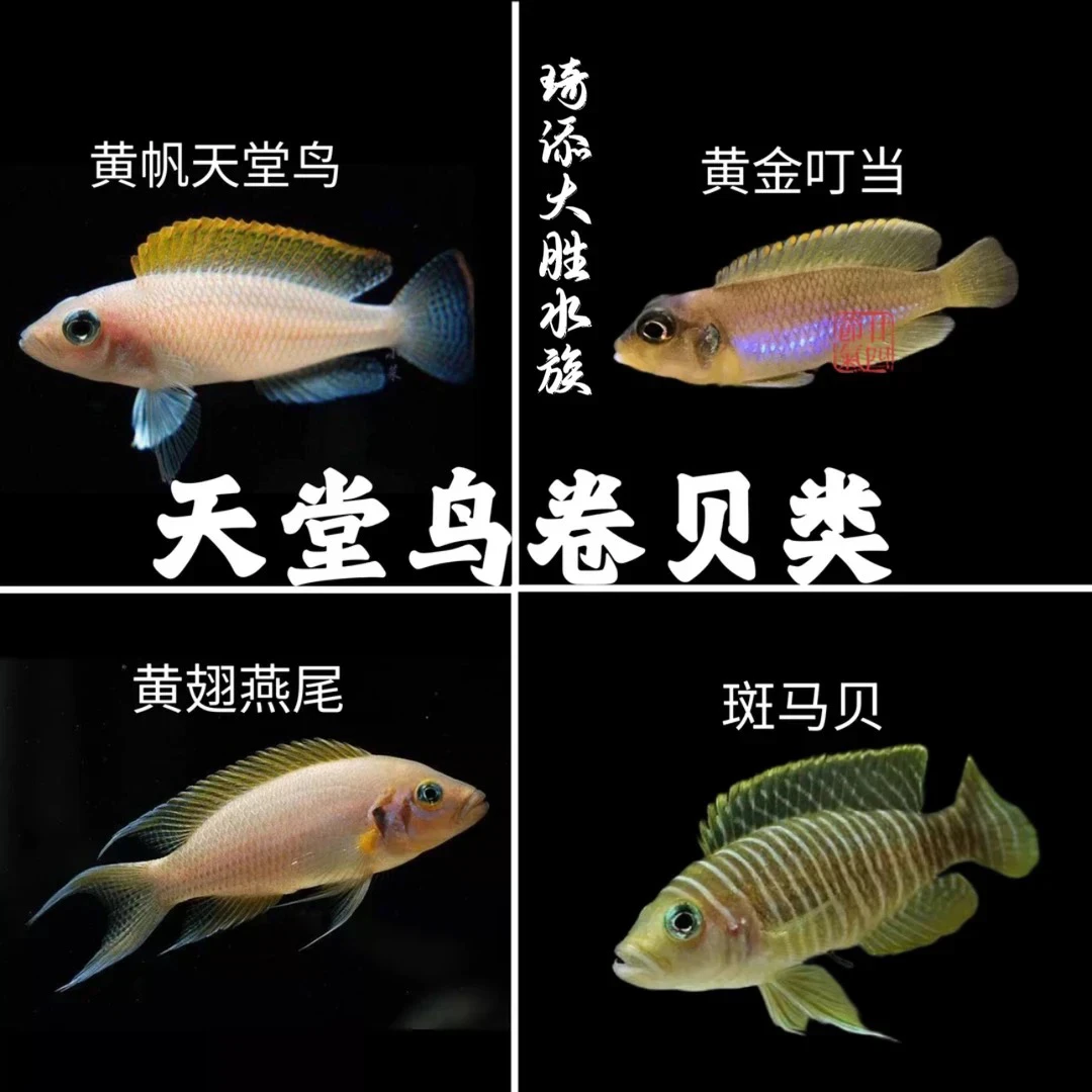超萌好物 黄金叮当 短鲷科卷贝类鱼热带鱼淡水观赏鱼