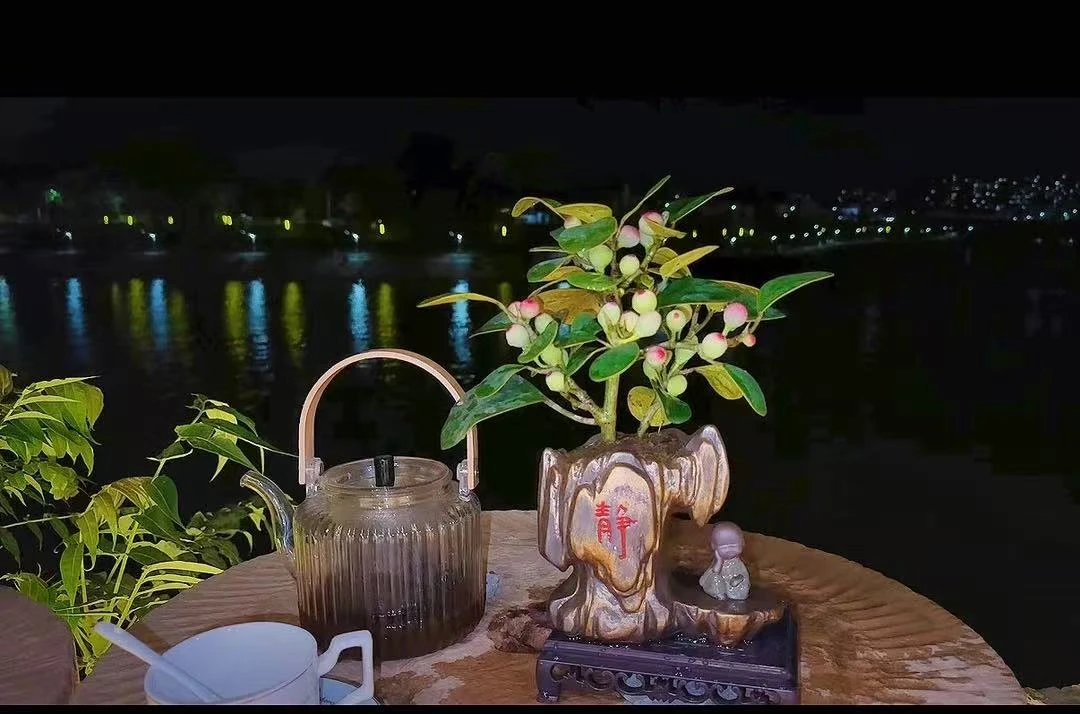 【带果发货】静字异型手工陶瓷禅意小盼菩提室内可养庭院盆景盆栽