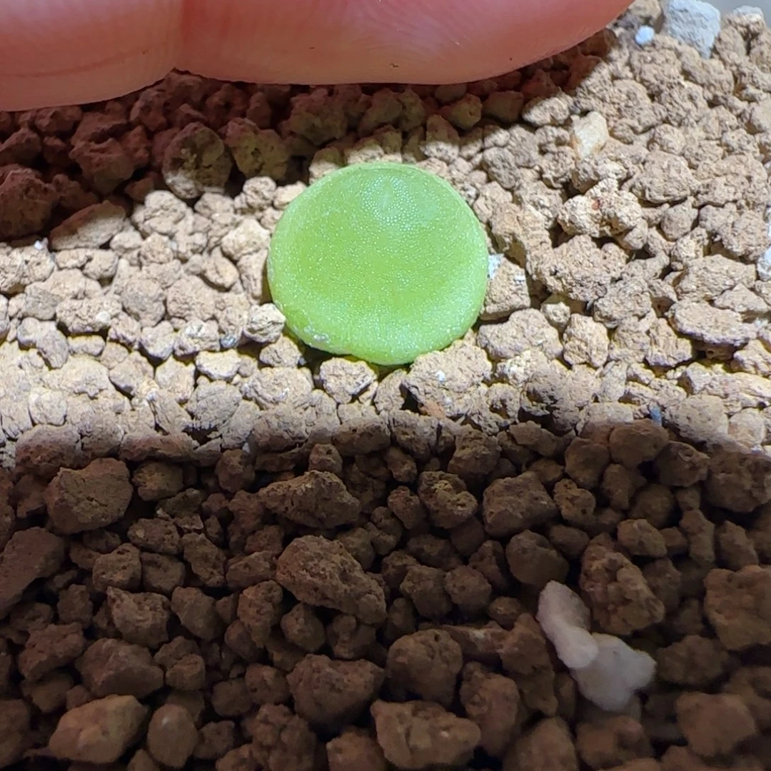 肉锥多肉植物组合-哈默818