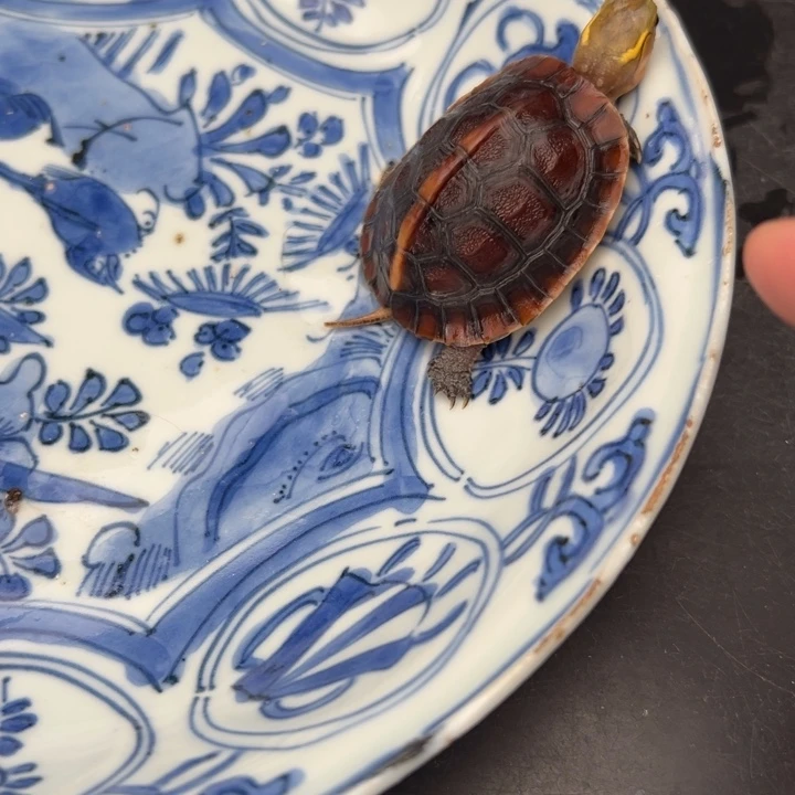 母绿毛龟笑**寂啦啦了我