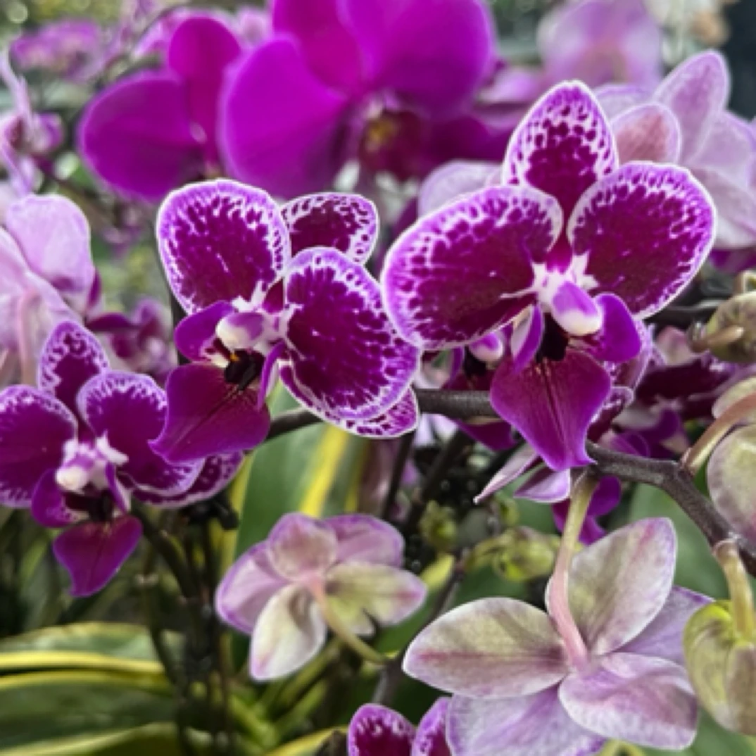 蝴蝶兰 蔓越莓双花剑 3.0寸带花带花苞