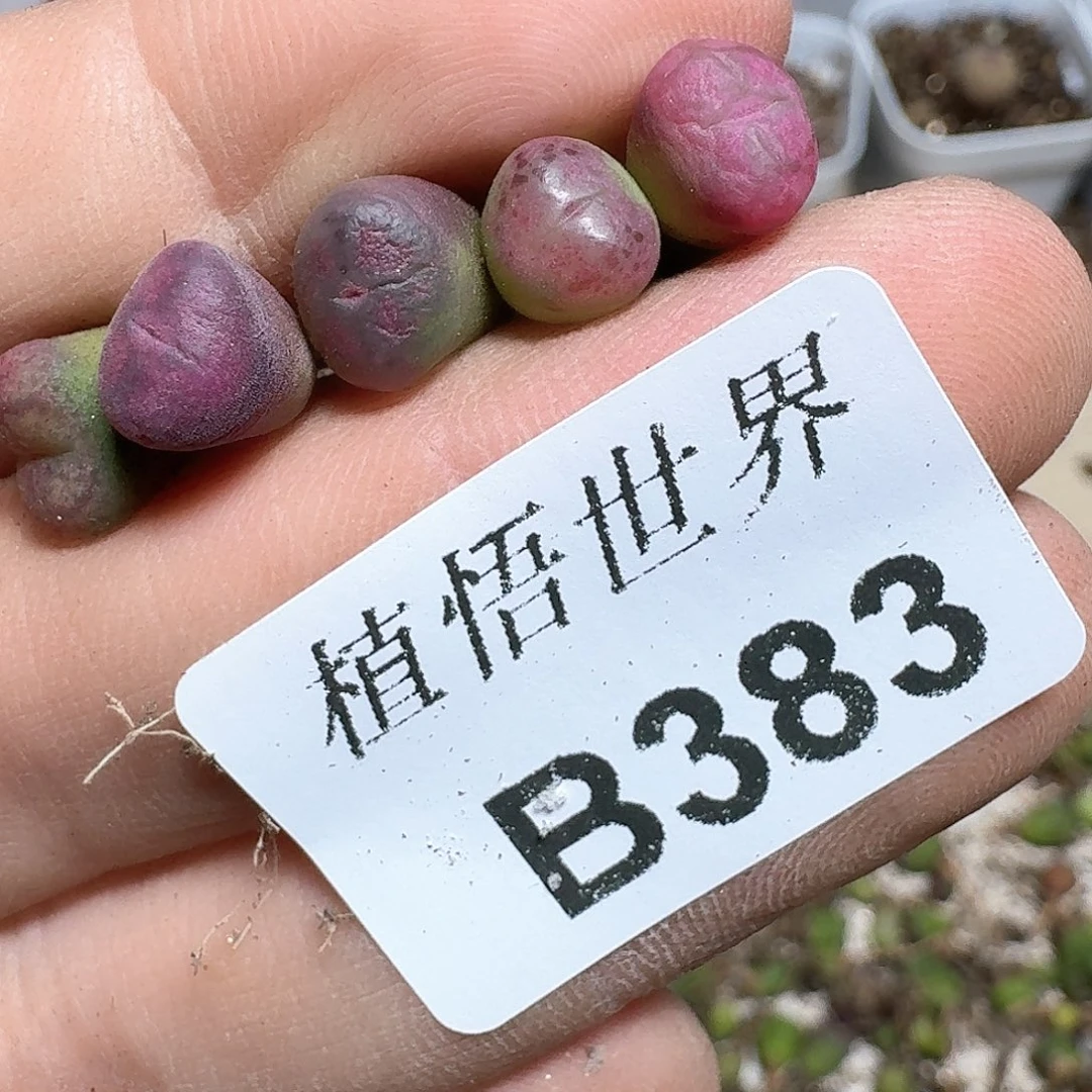 383号多肉植物哇f g