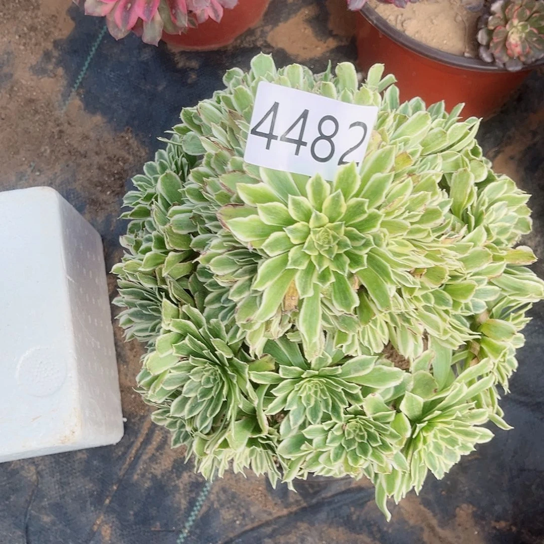 4482碧浪多肉植物