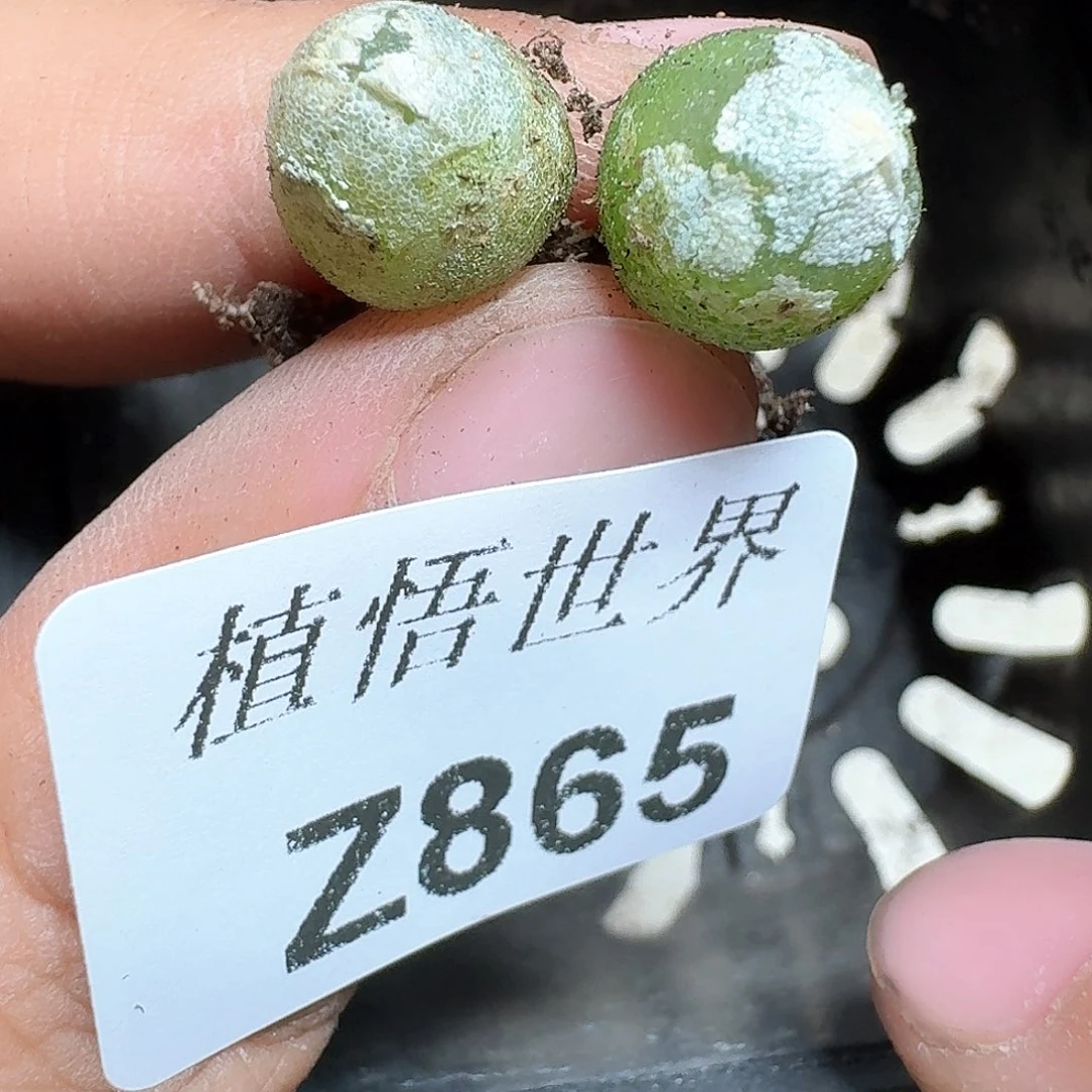 865号多肉植物vv