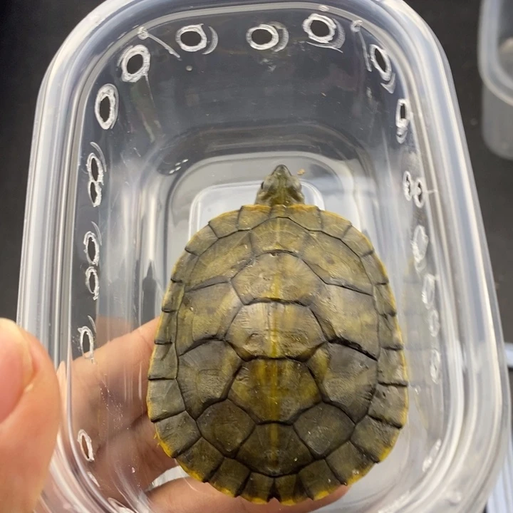 巴西彩龟母6666666