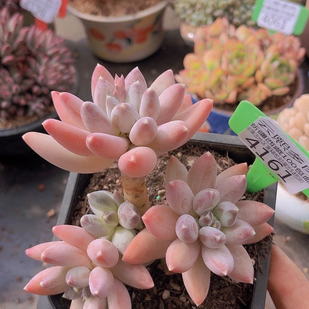 4161松果美人多肉植物