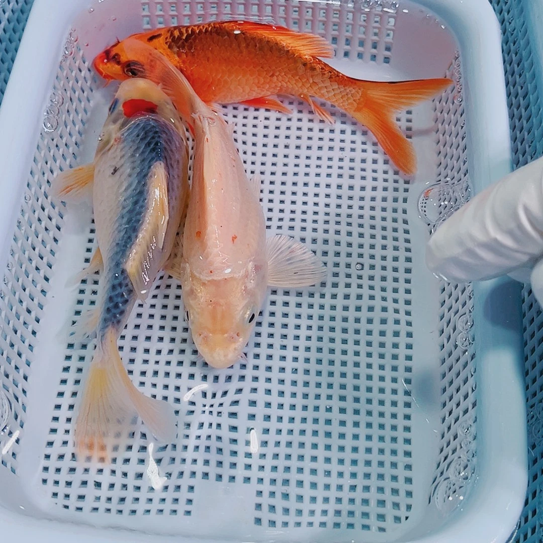 锦鲤锦鲤冷水观赏111