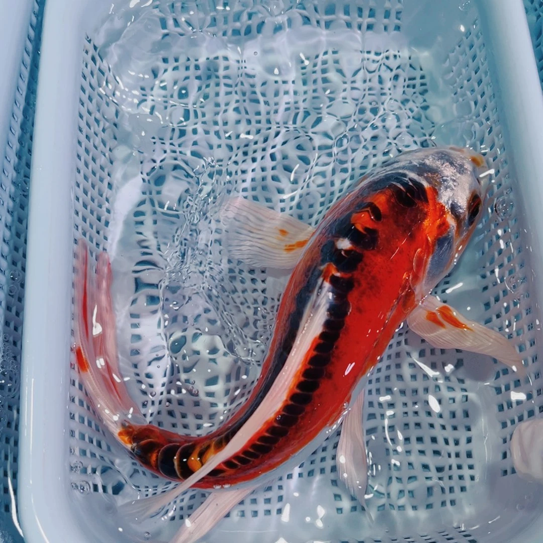 锦鲤锦鲤冷水鱼观赏128