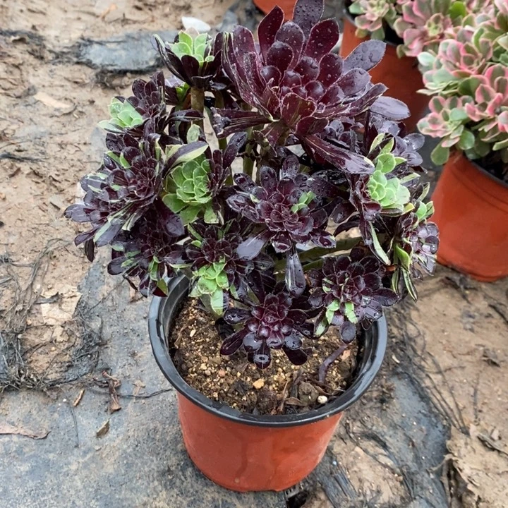 水墨丹青44多肉植物法师