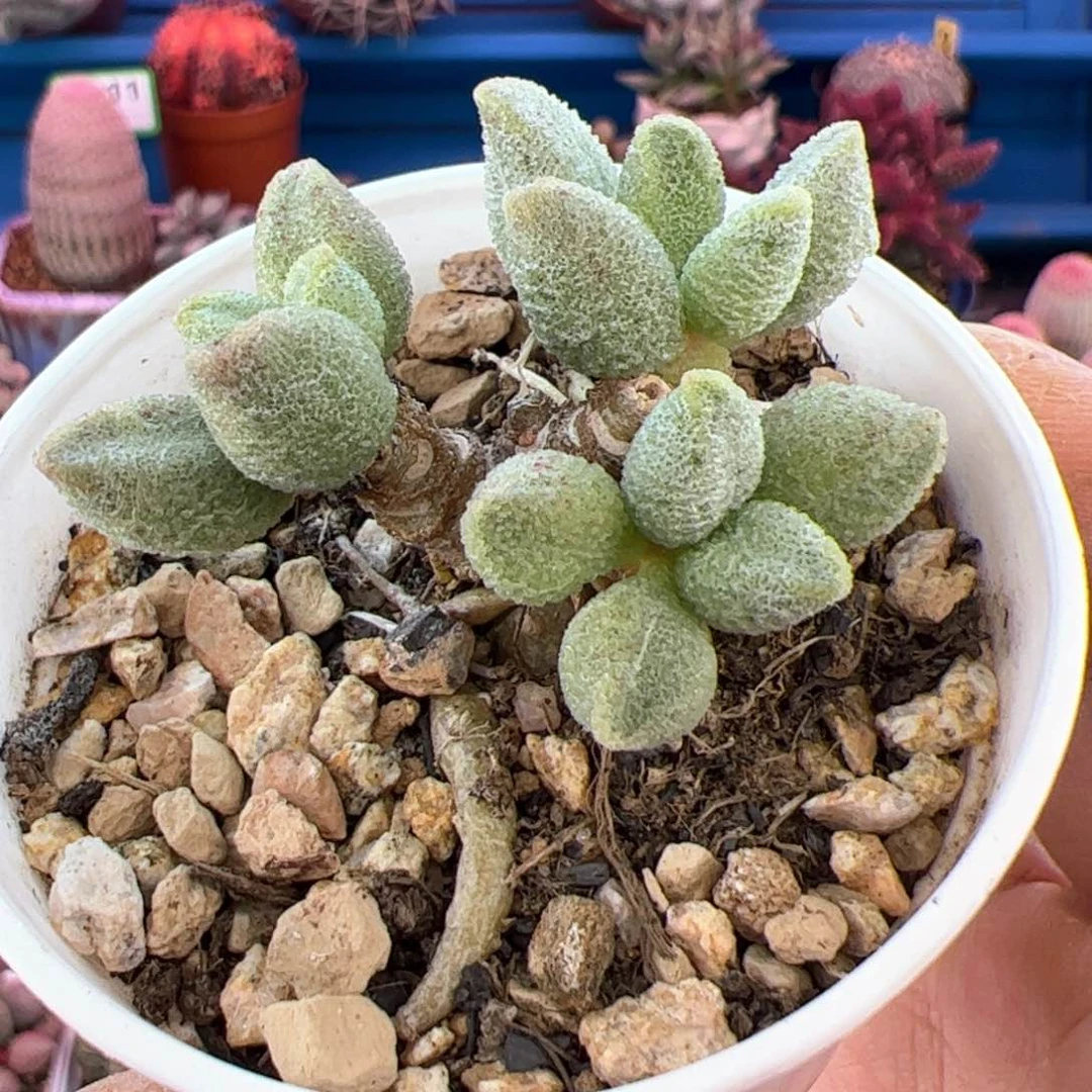 z****点银之卵。