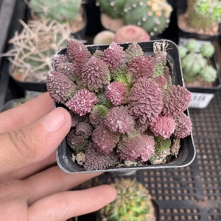 939朱子玉水泡植物