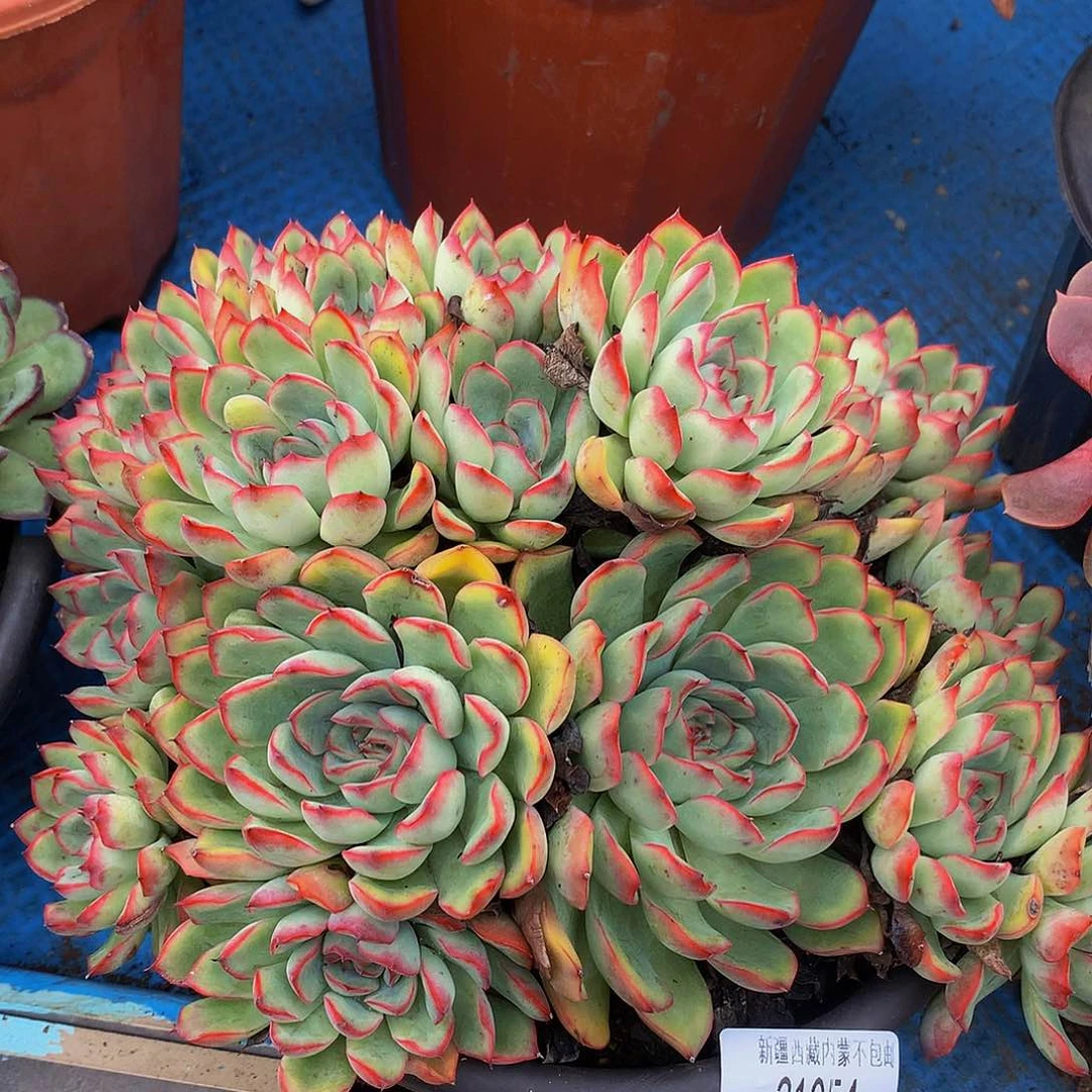 肉***肉荷花21054多肉多如图