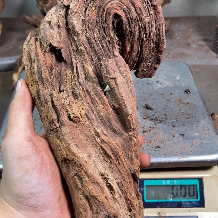 黄花梨/降香黄檀高*