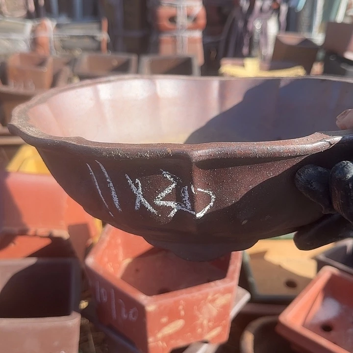 紫砂之光之日来咯呀我想