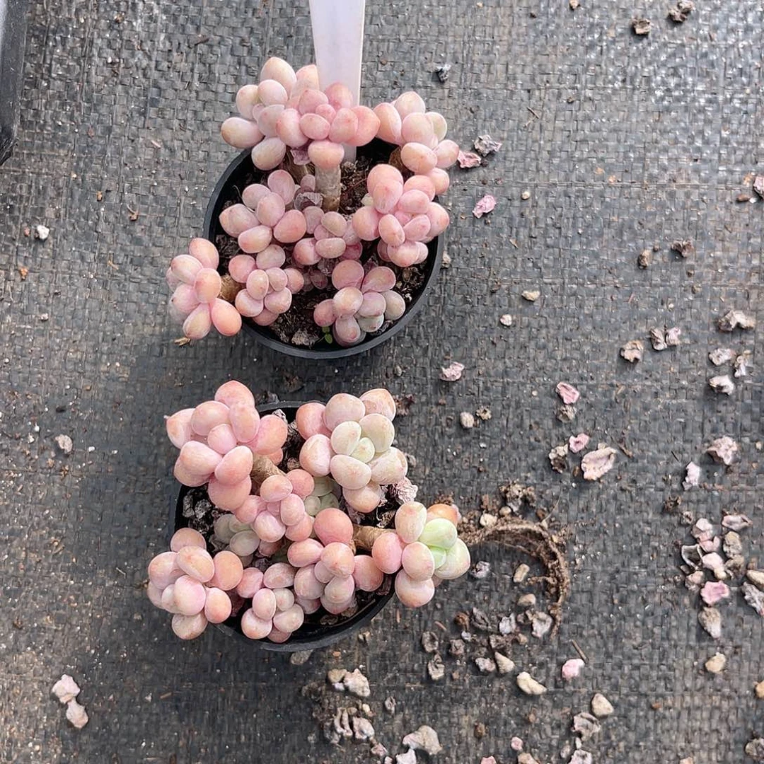 熟***人云尘多肉一物一拍1236
