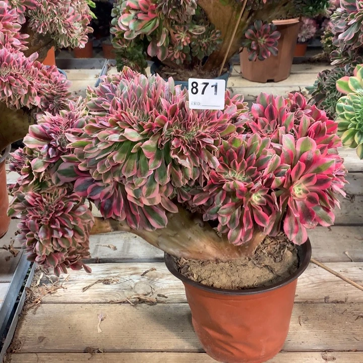 871 粉女巫缀多肉法师