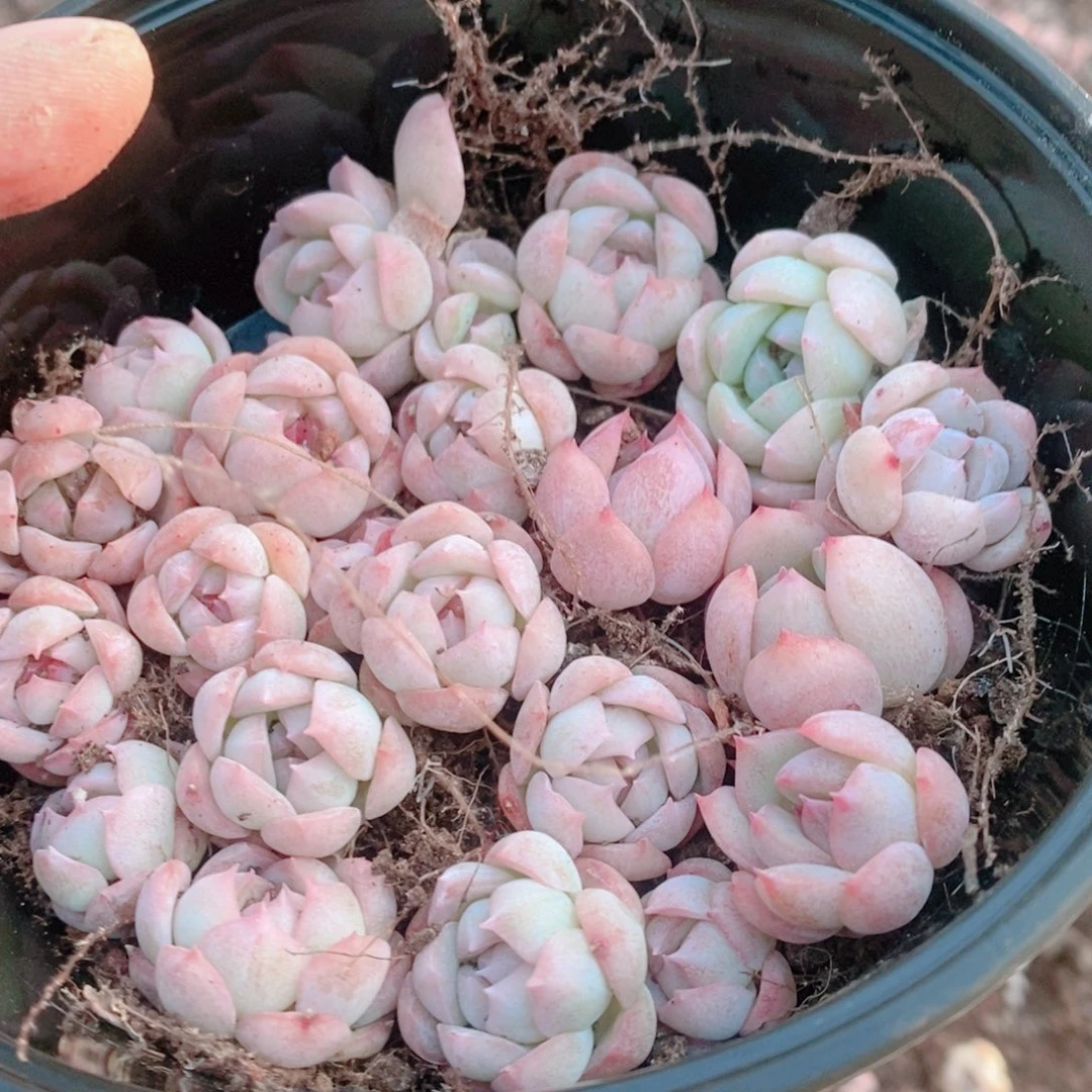 多肉植物精品切糕B780