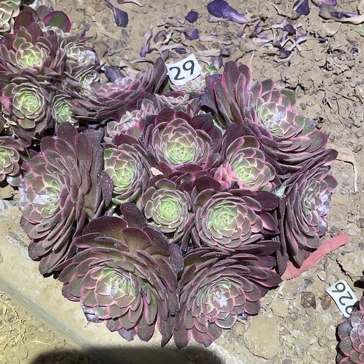 多肉植物法师729粉花妖
