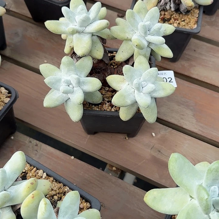 拇指仙女杯多肉植物