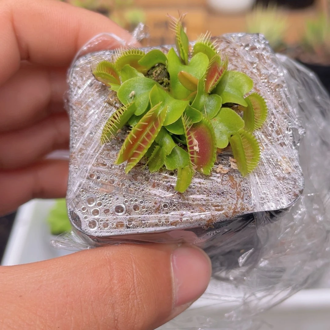 捕蝇草多肉9.9包邮发货