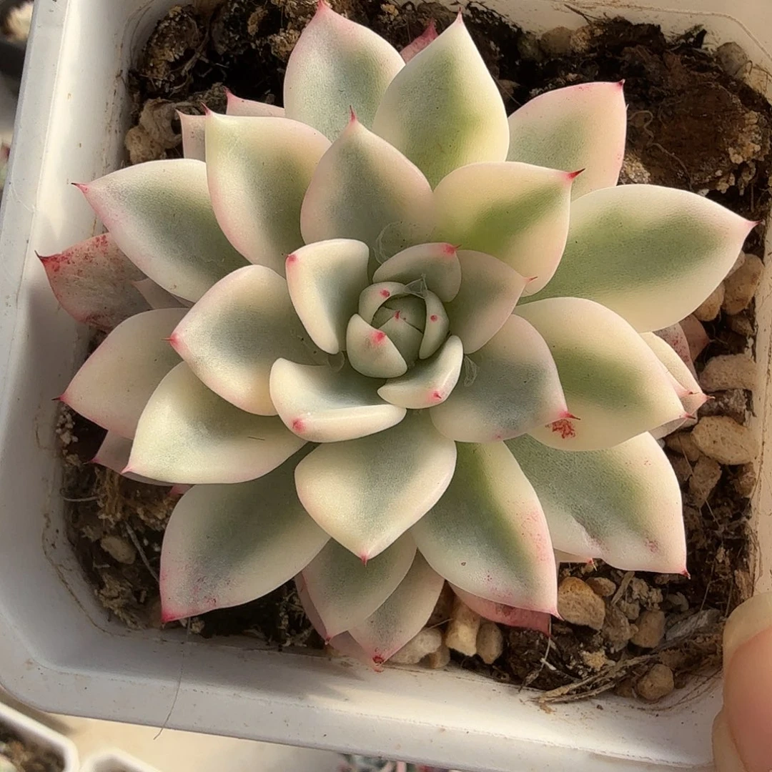 吉尔巴玫瑰锦，多肉植物