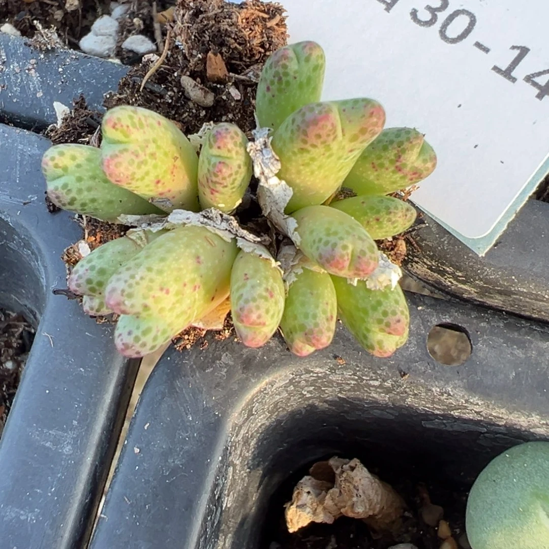 30-14龙猫斑马多肉植物